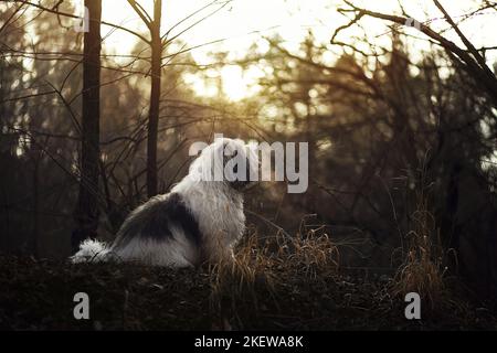 Udienza Polish Lowland Sheepdog Foto Stock