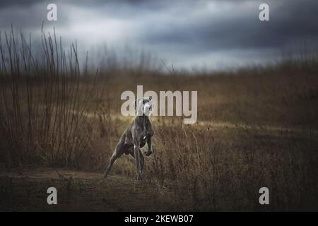 A piedi Weimaraner Foto Stock