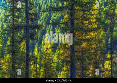 Luce sbiadita al tramonto sulla cima del Mullan Pass nell'Idaho settentrionale, vicino al punto panoramico sul confine Idaho-Montana. Foto Stock