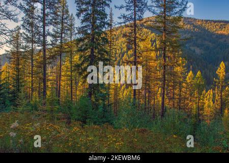 Luce sbiadita al tramonto sulla cima del Mullan Pass nell'Idaho settentrionale, vicino al punto panoramico sul confine Idaho-Montana. Foto Stock