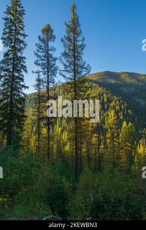 Luce sbiadita al tramonto sulla cima del Mullan Pass nell'Idaho settentrionale, vicino al punto panoramico sul confine Idaho-Montana. Foto Stock