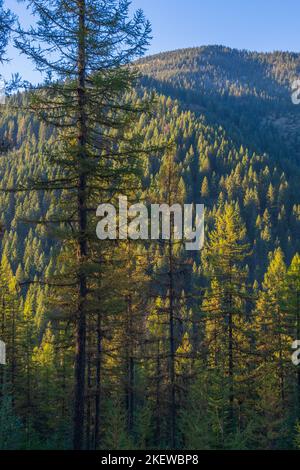 Luce sbiadita al tramonto sulla cima del Mullan Pass nell'Idaho settentrionale, vicino al punto panoramico sul confine Idaho-Montana. Foto Stock