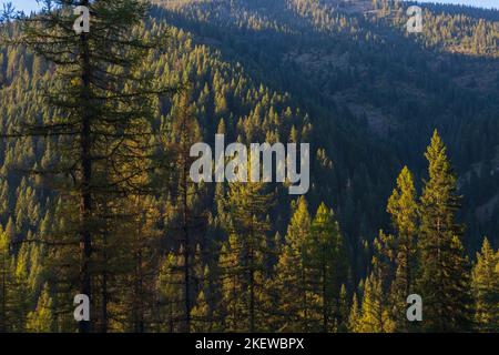 Luce sbiadita al tramonto sulla cima del Mullan Pass nell'Idaho settentrionale, vicino al punto panoramico sul confine Idaho-Montana. Foto Stock