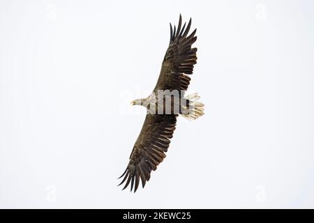 Aquila dalla coda bianca / aquila di mare eurasiatica / erne (Haliaeetus albicilla) adulto che chiama in volo in estate Foto Stock