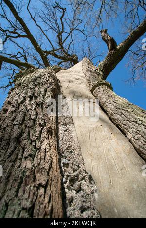 Una cavità dell'albero riempita con calcestruzzo / cemento per sostenerlo strutturalmente / cemento grigio all'interno di un tronco dell'albero Foto Stock