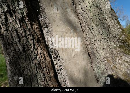 Una cavità dell'albero riempita con calcestruzzo / cemento per sostenerlo strutturalmente / cemento grigio all'interno di un tronco dell'albero Foto Stock