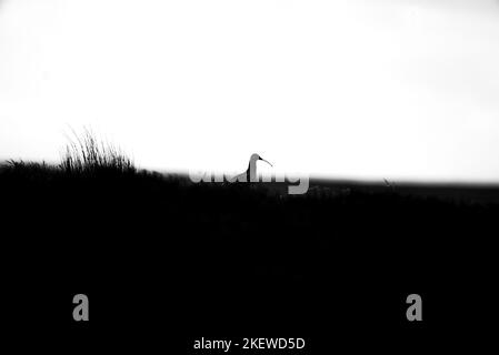 Silhouette di un Curlew nelle brughiere del Peak District National Park, Regno Unito. (Numanius arquata) Foto Stock