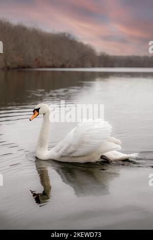 swan nuoto sul lago in inverno con riflessi sull'acqua Foto Stock