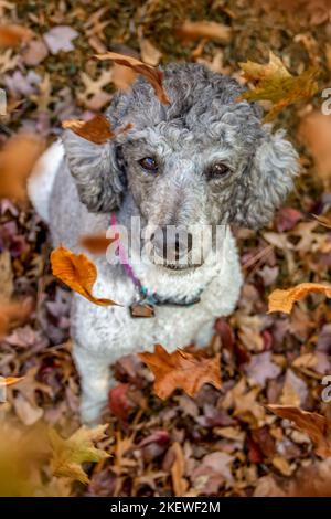cane del poodle che gioca nelle foglie di caduta Foto Stock