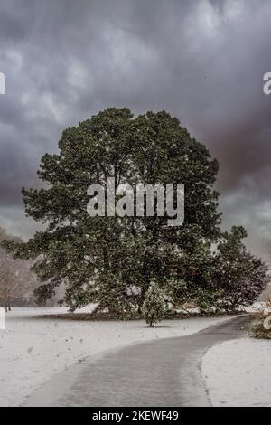 albero in piedi in tempesta di neve da solo in un campo Foto Stock