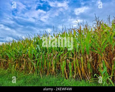 Campo agricolo di mais, granoturco secco in autunno prima del raccolto, cielo tempestoso e drammatico. Messa a fuoco selettiva Foto Stock