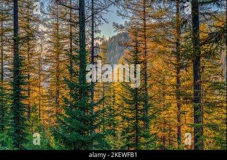 Luce sbiadita al tramonto sulla cima del Mullan Pass nell'Idaho settentrionale. Foto Stock