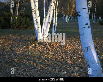 Tronchi di betulla bianca e foglie di betulla cadute in autunno. Boschetto di betulla di giorno. Foto Stock