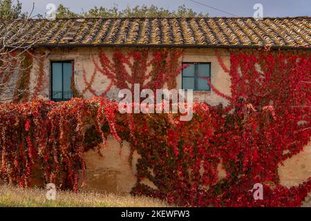 Il muro di una casa di campagna è quasi completamente coperto da una pianta di arrampicata con colorate foglie autunnali, Casciana Terme, Italia Foto Stock