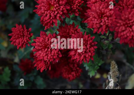 Bouquet di crisantemi rossi catturati in un giardino locale nel tardo autunno Foto Stock