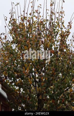 Ciliegio sorprendo tardo autunno dopo una mattina nebbia Foto Stock