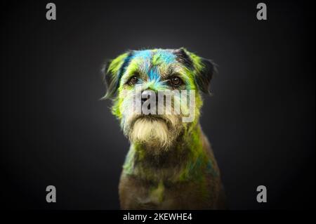 Maschio confine Terrier Foto Stock