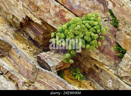 litoranea fiori selvatici euforbia (munghie) (spurge) che crescono sulla scogliera a marloes sands pembrokeshire costa parco nazionale in tarda estate Foto Stock