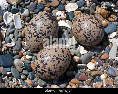 Gli uccelli nidificano con le uova dell'Oyster Catcher sulla spiaggia di ciottoli Isola di Anglesey, Galles del Nord Regno Unito, Estate Foto Stock