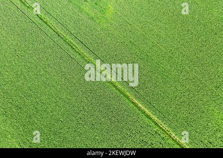 Vista dall'alto del campo mais. Paesaggio aereo a tema agricolo per texture e sfondo Foto Stock