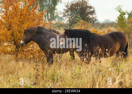 Due cavalli Exmoor selvaggi che pascolano liberamente in un paesaggio steppa, giorno d'autunno poco dopo l'alba. Foto Stock