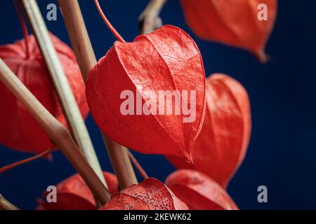 Colorato bouquet di fisalis arancio brillante. Picturesque lanterne di piante primo piano, sfondo naturale, fuoco selettivo Foto Stock