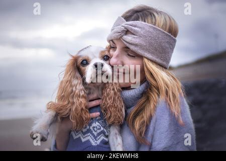 Maschio inglese Cocker Spaniel Foto Stock