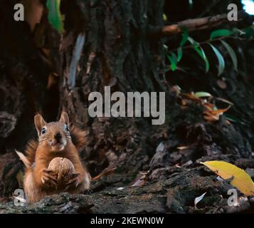 Scoiattolo godendo di una noce su un ramo di albero nel parco Foto Stock