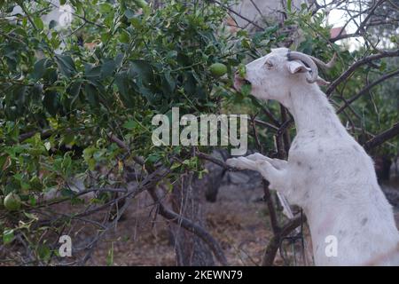 Un ritratto di capra asiatico in Turkeye. Vista ravvicinata Foto Stock