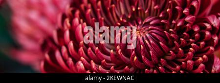 Nero prugna viola crisantemi fiori background.Web banner Foto Stock