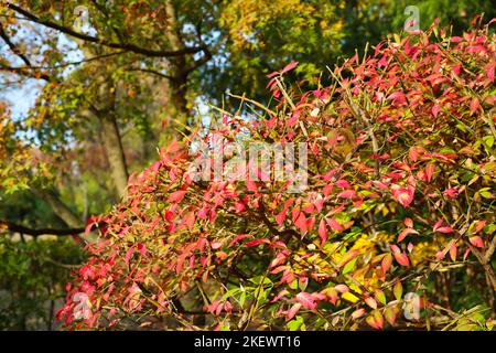 Bel cespuglio con foglie rosse nel parco autunnale, primo piano Foto Stock