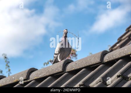 Piccione vettore cammina sulla cresta di un tetto con un ramoscello nel suo becco Foto Stock