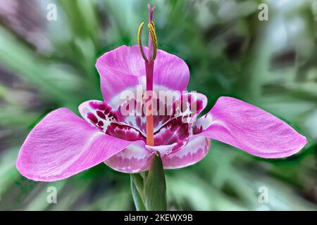 Tigridia pavonia; Iridaceae; fiore tigre, bel fiore in giardino Foto Stock