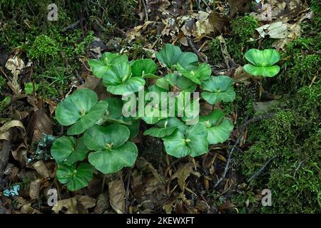 Piccola piantina di Faggio (Fagus sylvatica) nel suo ambiente naturale. Concetto di crescita. Foto Stock