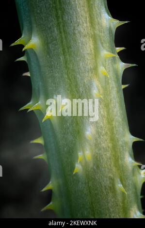 Cannello selvatico (Dipsacus fullonum); poppa spinosa clouse up. Foto Stock