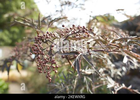 Fiori rossi scuri di PIZZO nero Sambucus 'Evaa' nel giardino. Estate e primavera Foto Stock