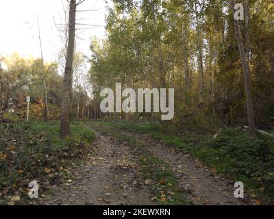 La foresta lungo il Danubio nella parte secca dell'anno vicino alla città di Novi Sad Foto Stock