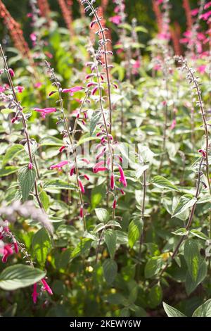 Fiori rossi lamiaceae salvia elegans tangerine nel giardino. Estate e primavera Foto Stock