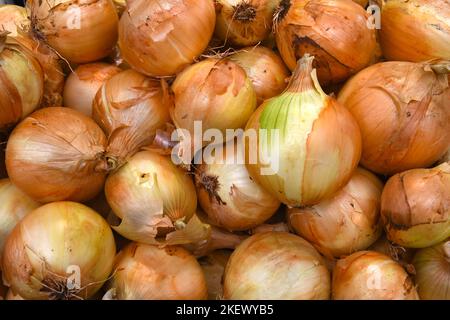 Pile di cipolle fresche Foto Stock