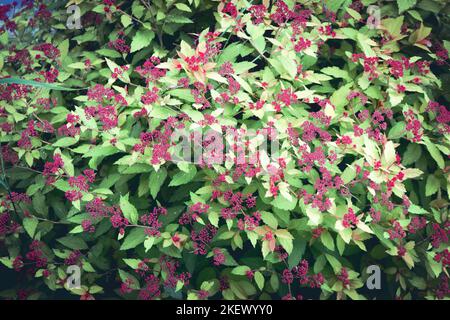 Sambucus racemosa, una specie di sambuco conosciuta con i nomi comuni di sambuco rosso e rosso-bacca. Foto Stock