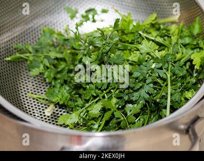 prezzemolo appena raccolto e lavato Foto Stock