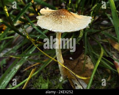 Funghi selvatici in una giovane foresta vicino al Danubio. Foto Stock