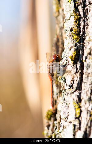 Libellula rossa, Neurothemis fluttuans è seduta su un bosco, Haff Reimich riserva naturale in Lussemburgo Foto Stock