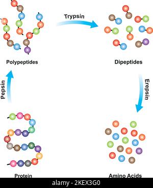 Progettazione scientifica di digestione della proteina. Gli enzimi pepsina, tripsina ed epsina agiscono sulla molecola proteica. Simboli colorati. Illustrazione vettoriale. Illustrazione Vettoriale