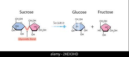 Progettazione scientifica dell'effetto dell'enzima sucrasi sulla molecola di saccarosio. Simboli colorati. Illustrazione vettoriale. Illustrazione Vettoriale