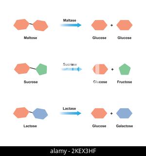 Progettazione scientifica della digestione dei disaccaridi. Gli enzimi della maltasi, della sucrasi e della lattasi agiscono sulle molecole dei disaccaridi. Simboli colorati. Illu vettore Illustrazione Vettoriale