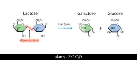 Progettazione scientifica dell'effetto enzimatico della lattasi sulla molecola di lattosio. Simboli colorati. Illustrazione vettoriale. Illustrazione Vettoriale