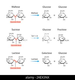 Progettazione scientifica della digestione dei disaccaridi. Gli enzimi della maltasi, della sucrasi e della lattasi agiscono sulle molecole dei disaccaridi. Simboli colorati. Illu vettore Illustrazione Vettoriale