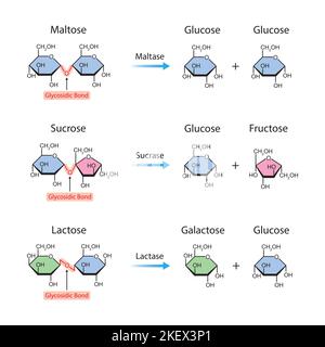 Progettazione scientifica della digestione dei disaccaridi. Gli enzimi della maltasi, della sucrasi e della lattasi agiscono sulle molecole dei disaccaridi. Simboli colorati. Illu vettore Illustrazione Vettoriale