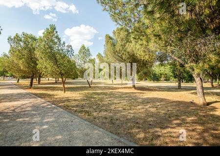 Giardini con alberi in un parco urbano con passeggiate di cemento e sabbia Foto Stock